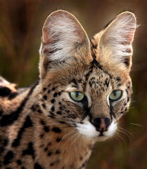 60 best Katachtigen : SERVAL images on Pinterest | Wild animals, Kitty