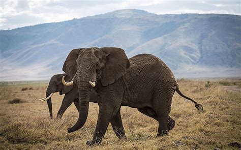 tanzania s elephant catastrophe we recalculated about 1 000 times because we didn t believe