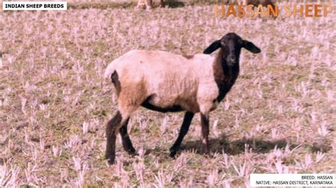 Most Popular Sheep Breeds Of India