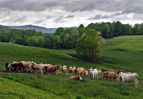 Herd Of Cow On Green Grass Field · Free Stock Photo