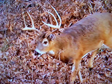 Wired Outdoors Trophy Whitetails Free Range By Don Ott