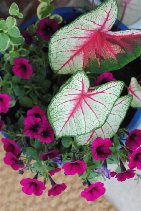 5 Tips For Perfect Outdoor Planters Making Lemonade Outdoor Flower