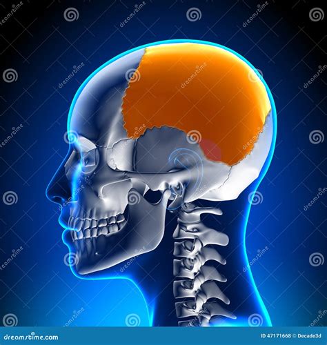 Female Parietal Bone Skull Cranium Anatomy Stock Illustration