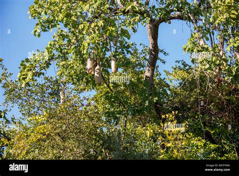 Sausage Tree Zambia High Resolution Stock Photography And Images Alamy