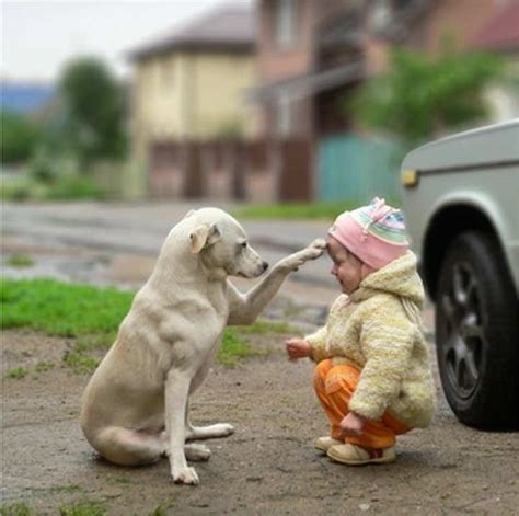 10 Beautiful Baby Dog Friendships Tinyme Blog