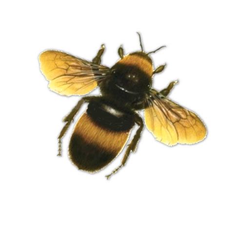 Honey Clipart Drone Bee Honey Drone Bee Transparent Free For Download