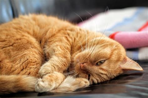 Check out the cause, symptoms, and treatments for uti in so, uti requires accurate diagnosis and proper treatment. Cat Urinary Tract Infections (UTIs): Symptoms and Treatment