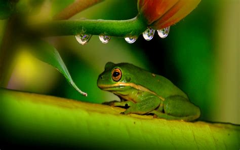 Maybe you would like to learn more about one of these? Frog HD Wallpapers