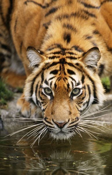 Sumatran Tiger Close Up Of Face Drinking At Water 650583