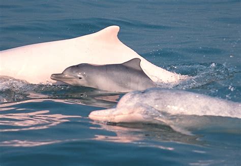 Chinese White Dolphin Population Dwindling Marine Connection