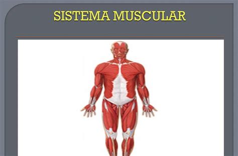 Fisiologia Del Sistema Muscular Images And Photos Finder