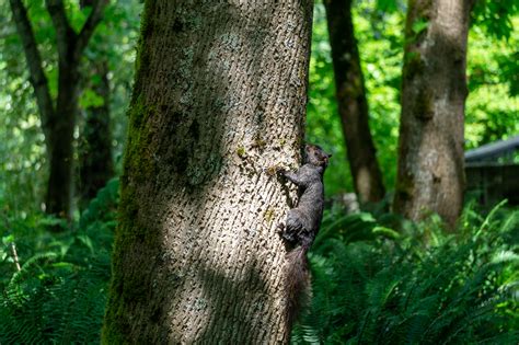 Eastern Grey Squirrel Invasive Species Council Of British Columbia