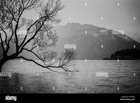 The Tree In Lake Wanaka South Island New Zealand Landscape Stock