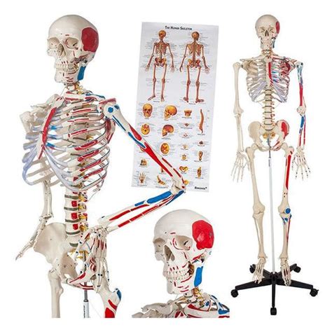 Modèle anatomique de squelette YA L011A Yuan Technology corps
