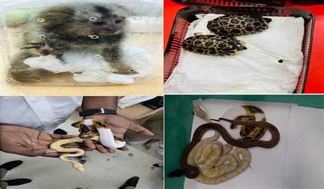 Exotic Species Smuggled From Bangkok Seized At Airport Goa Chronicle