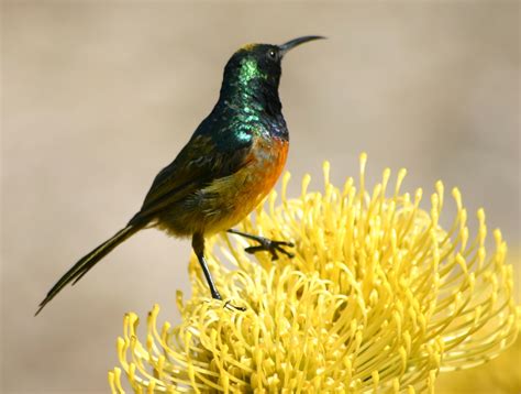 15 Types Of Orange Breasted Birds Species Guide Birdwatching Tips