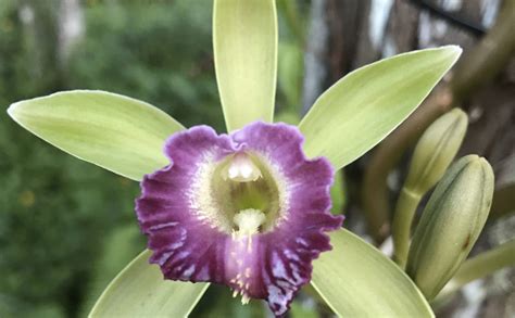Maybe you would like to learn more about one of these? Going Native in South Florida | News | National Tropical ...