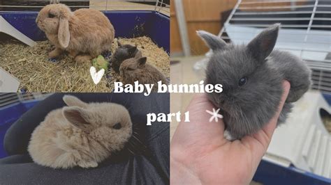 Our Rabbits Had Baby Bunnies Newborn Rabbits Part 1 Youtube