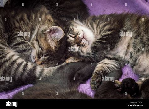Group Of Little Tabby Cats Sleeping Together At Home Stock Photo Alamy