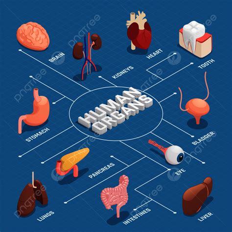 Human Organs Anatomy Isometric Flowchart With Pancreas Stomach Liver
