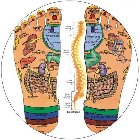 Reflexology The Art Of Foot Massage Rijals Blog