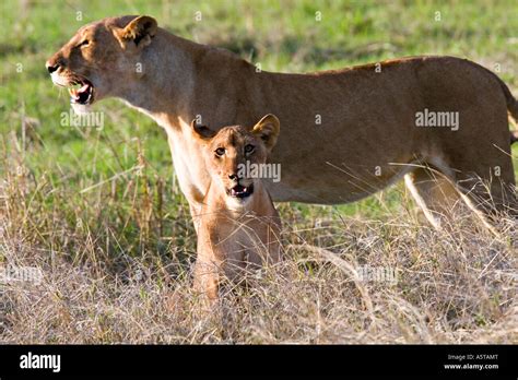 Lion Panthera Leo In Ruaha National Park Tanzania Africa Stock