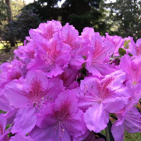 Find people you know at evertreen. Evergreen Azalea Big Point - Evergreen Azaleas - Millais ...