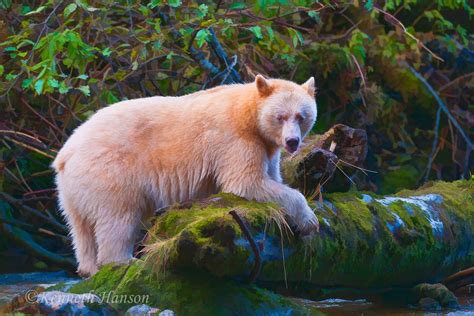 Spirit Bear Leaning On Log