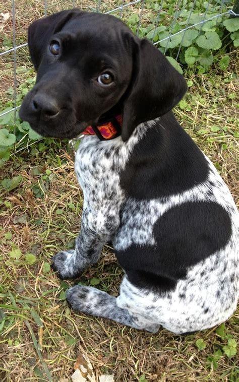 Are you wondering what options there are for wearing white blonde hair? Black And White German Shorthaired Pointer | dogs ...