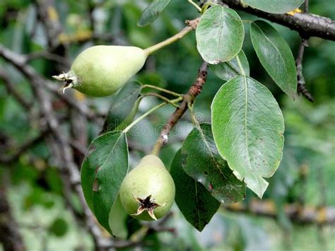 Pear Tree Young Pears On A Blurry Green Background Stock Image Image