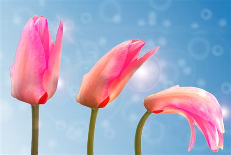 Free Images Nature Blossom Sky Flower Petal Bloom Love Tulip