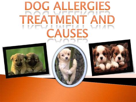 Dog Allergies Treatment And Causes