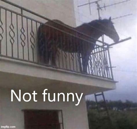 Juan meme horse on balcony is juan the horse doing his thing on a balcony. juan Memes & GIFs - Imgflip