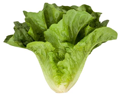 Download Romaine Cos Lettuce Png Image For Free