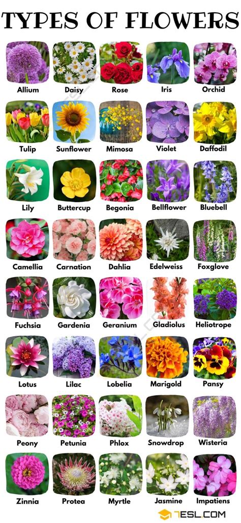 Types Of Flowers A Comprehensive Guide With Pretty Pictures Esl