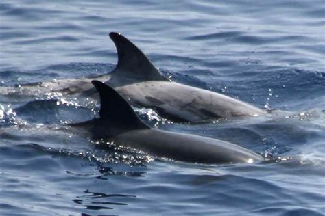 Orca Common Bottlenose Dolphin