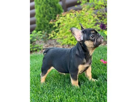 9 Weeks Old French Bulldogs New York Puppies For Sale Near Me