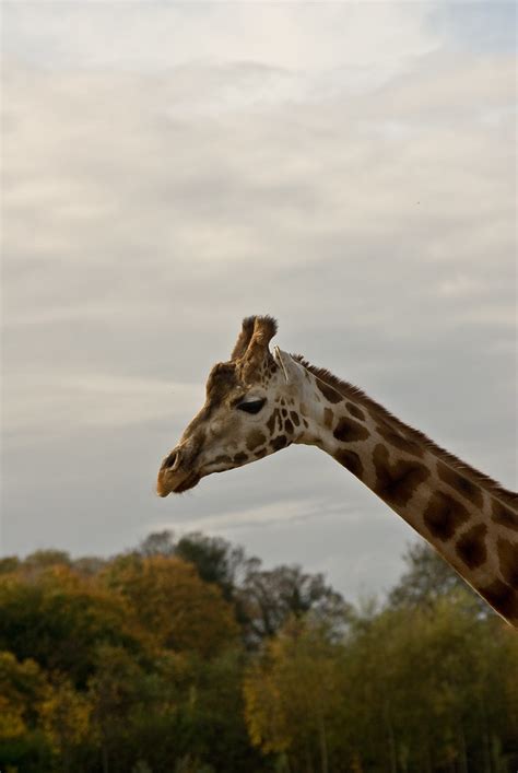 Giraffe In Autumn Michael Thorn Flickr