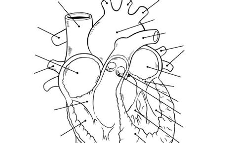 Human Heart Diagram Unlabeled Tim S Printables Otosection