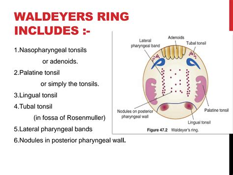 Solution Anatomy Of Waldeyers Ring 1 Studypool
