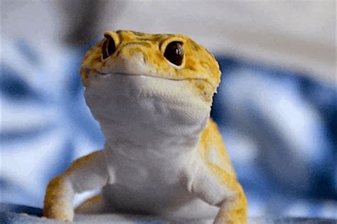 What is the best time for handling? How Long Can A Leopard Gecko Go Without Water