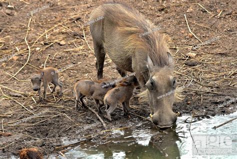 A Mother Warthog Phacochoerus Africanus With Her Babies On Their