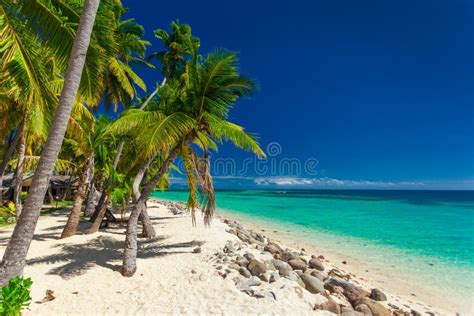 Beach With Coconut Palm Trees And Clear Lagoon On Fiji Islands Stock