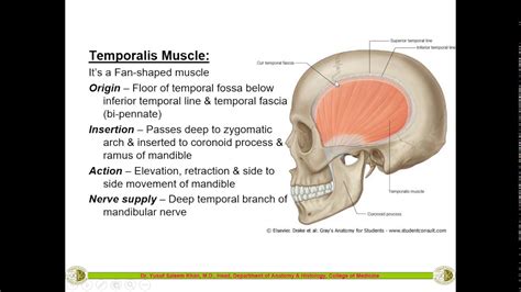 Temporal Fossa And Infratemporal Fossa