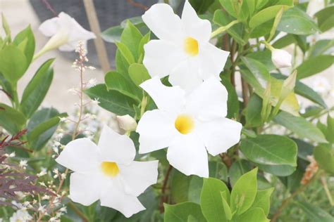 Dipladenia Bush Mandevilla Plant How To Care And Prune Plantopedia