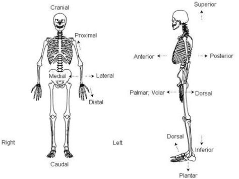 Anatomical Position Body Planes Diagram Quizlet