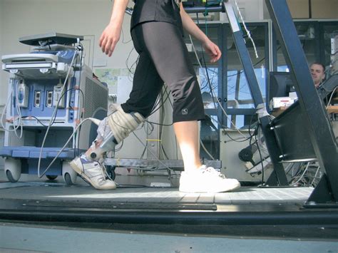 Neuromuscular interaction during human walking: how do ...