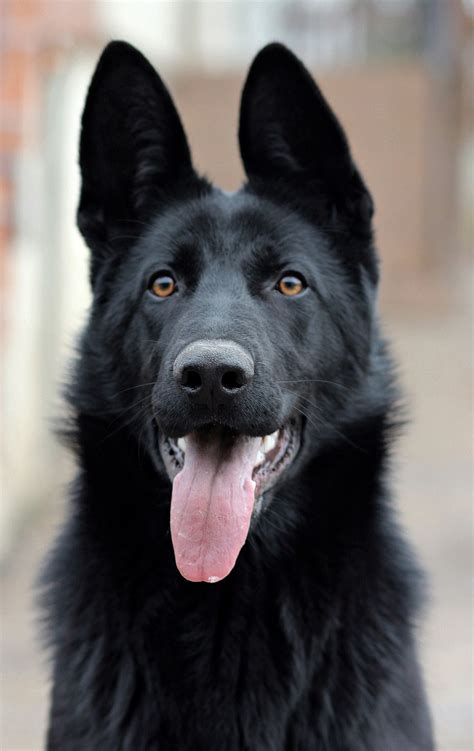 Download Free Photo Of Black German Shepherddogportraitbeauty