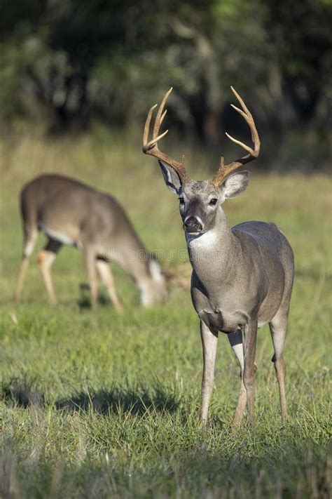 Whitetail Deer Buck In Texas Farmland Stock Photo Image Of Autumn