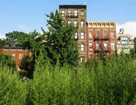 The Most Beautiful Abandoned Lot In Nyc Stacy Horn